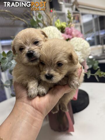 Tiny toy Moodle puppies