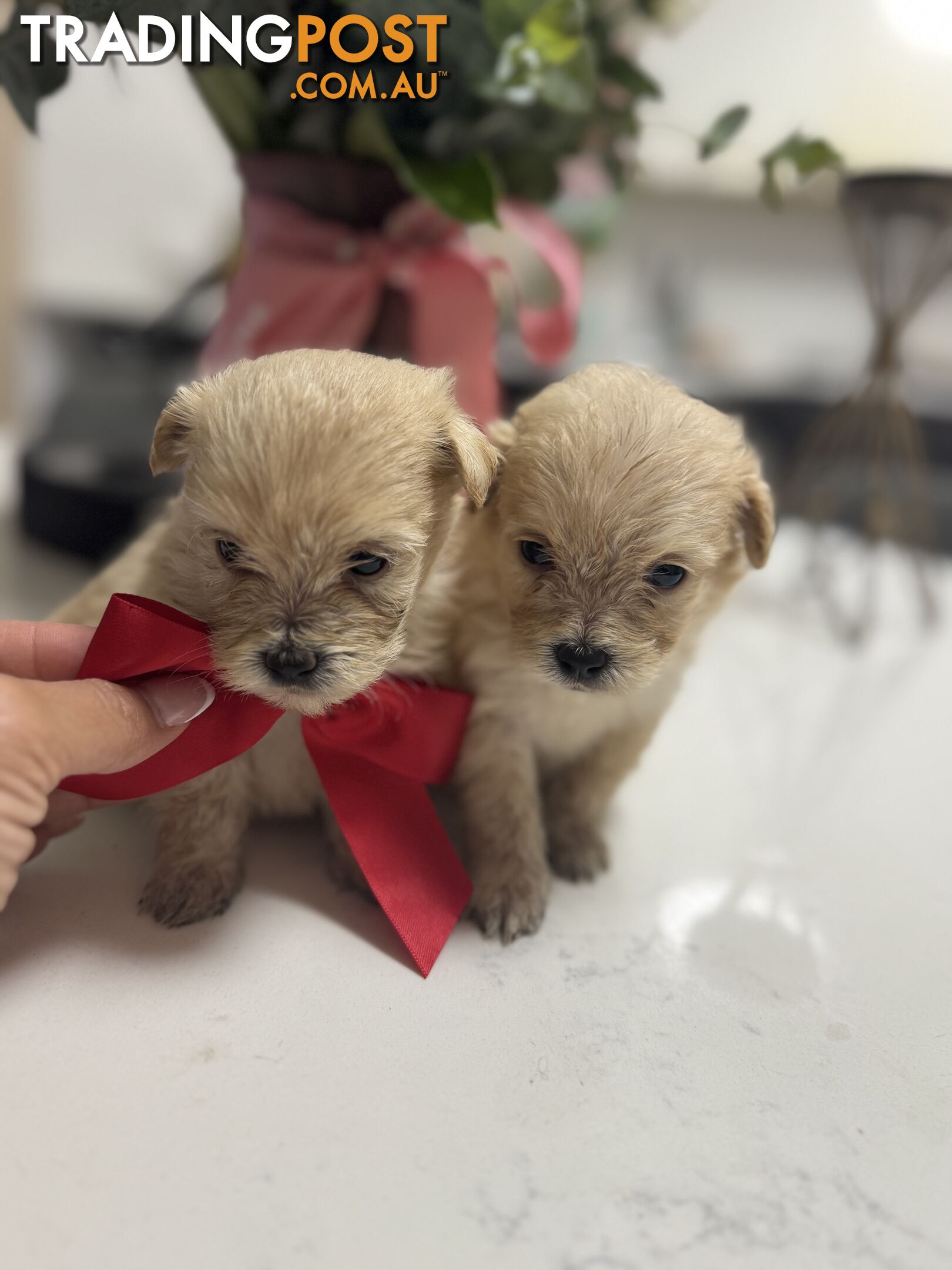 Tiny toy Moodle puppies