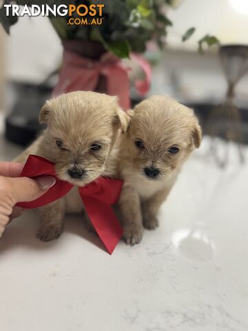 Tiny toy Moodle puppies