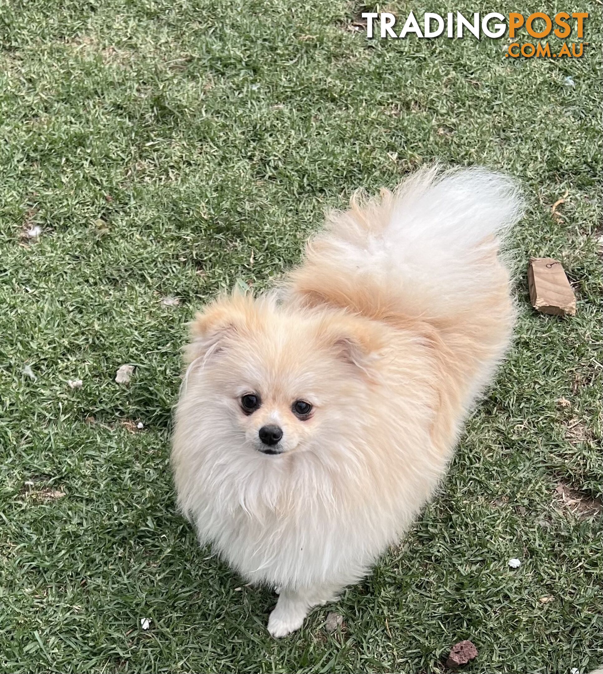 Pure Breed Male Pomeranian