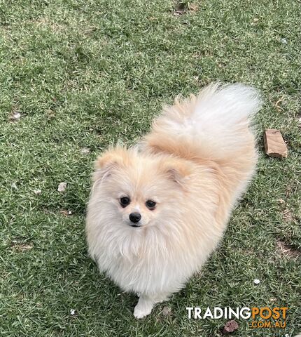 Pure Breed Male Pomeranian