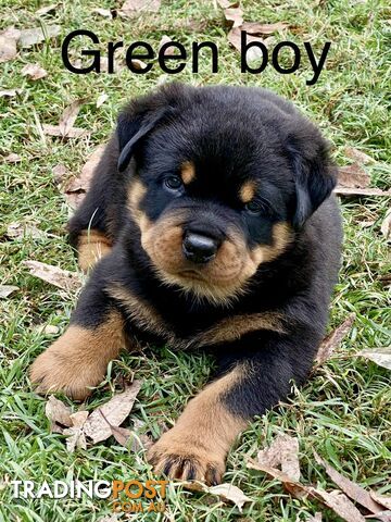 Purebred Rottweiler  puppy for sale