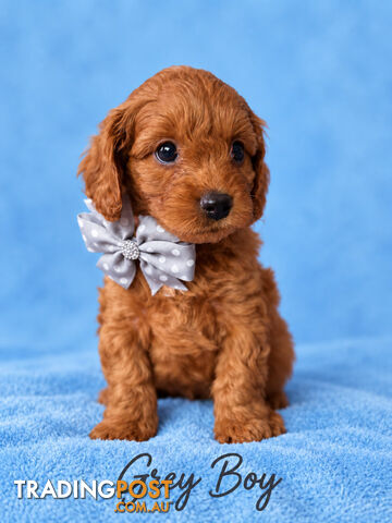 Cavoodle puppies - photo 3 of 7