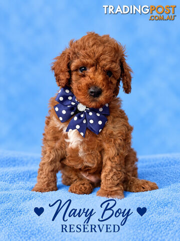 Cavoodle puppies - photo 4 of 7