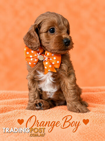 Cavoodle puppies