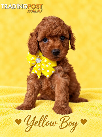 Cavoodle puppies - photo 2 of 7