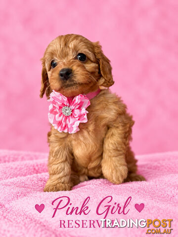 Cavoodle puppies - photo 5 of 7