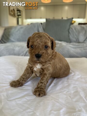 Purebred Toy Poodles