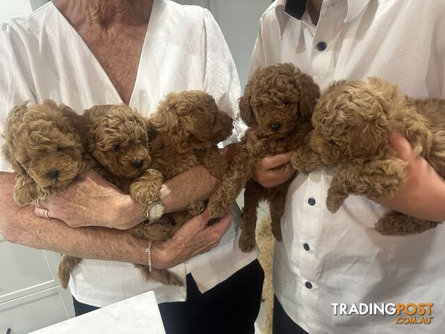 Purebred Toy Poodle Puppies