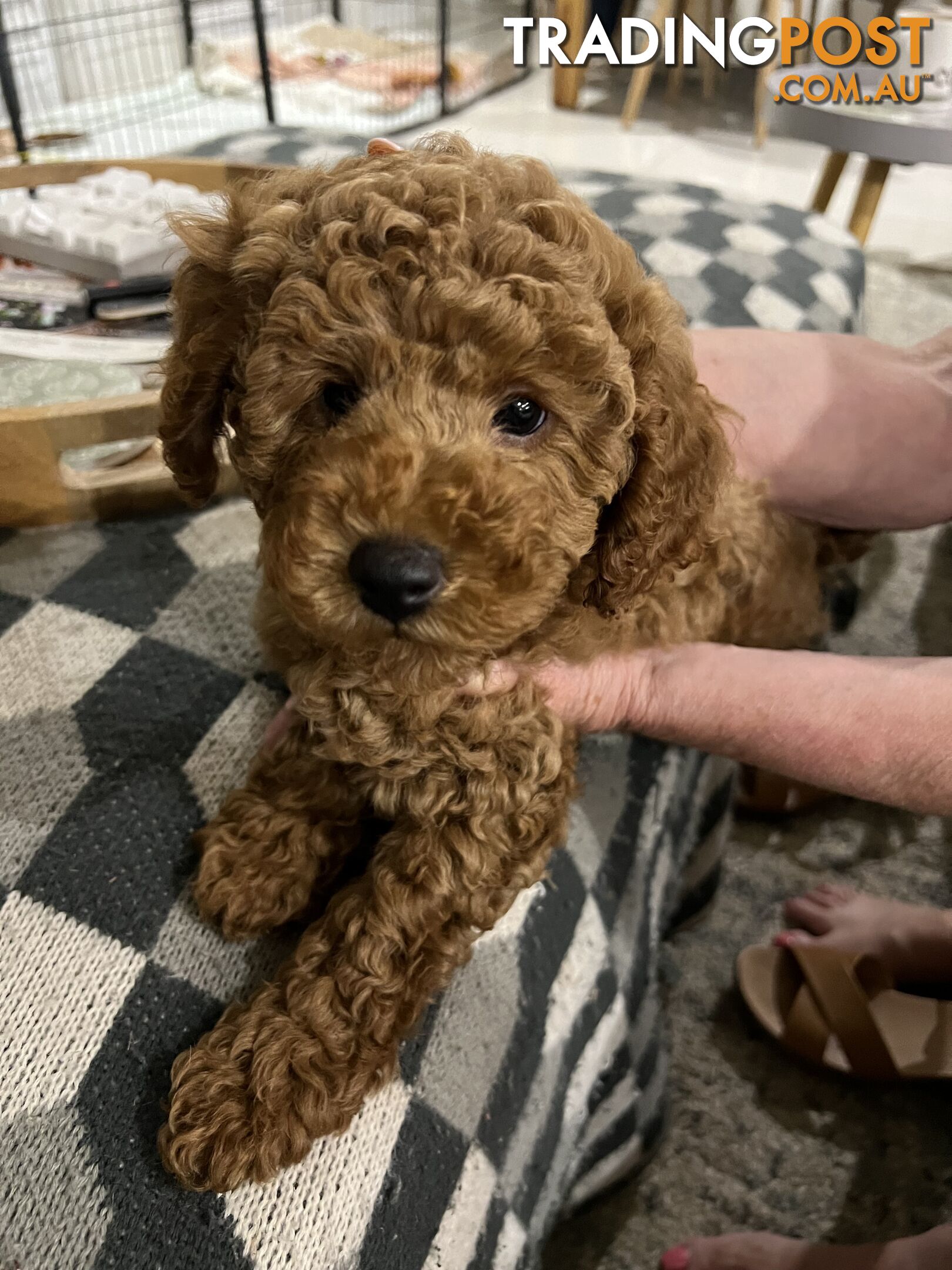 Purebred Toy Poodle Puppies