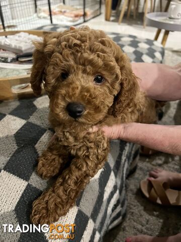 Purebred Toy Poodle Puppies