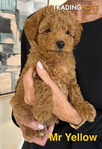 Purebred Toy Poodle Puppies