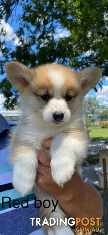 Corgi welsh Pembroke