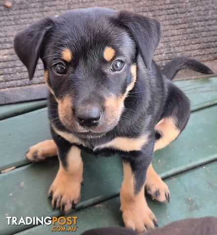 2 Pure Bred Kelpie Pups