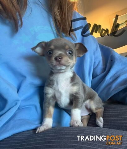🌟 For Sale: Adorable Blue Lilac Smoot-Coat Chihuahuas! 🌟