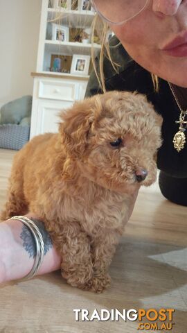 Tiny teacup toy poodles