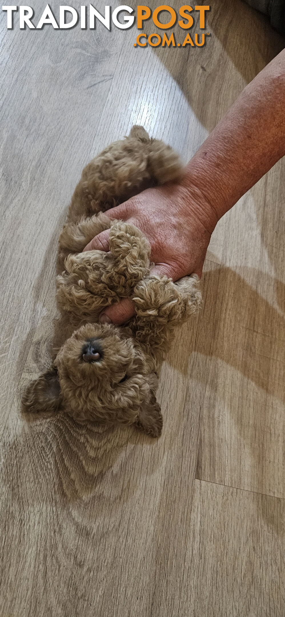 Tiny teacup toy poodles