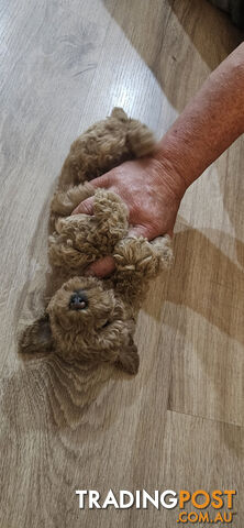 Tiny teacup toy poodles