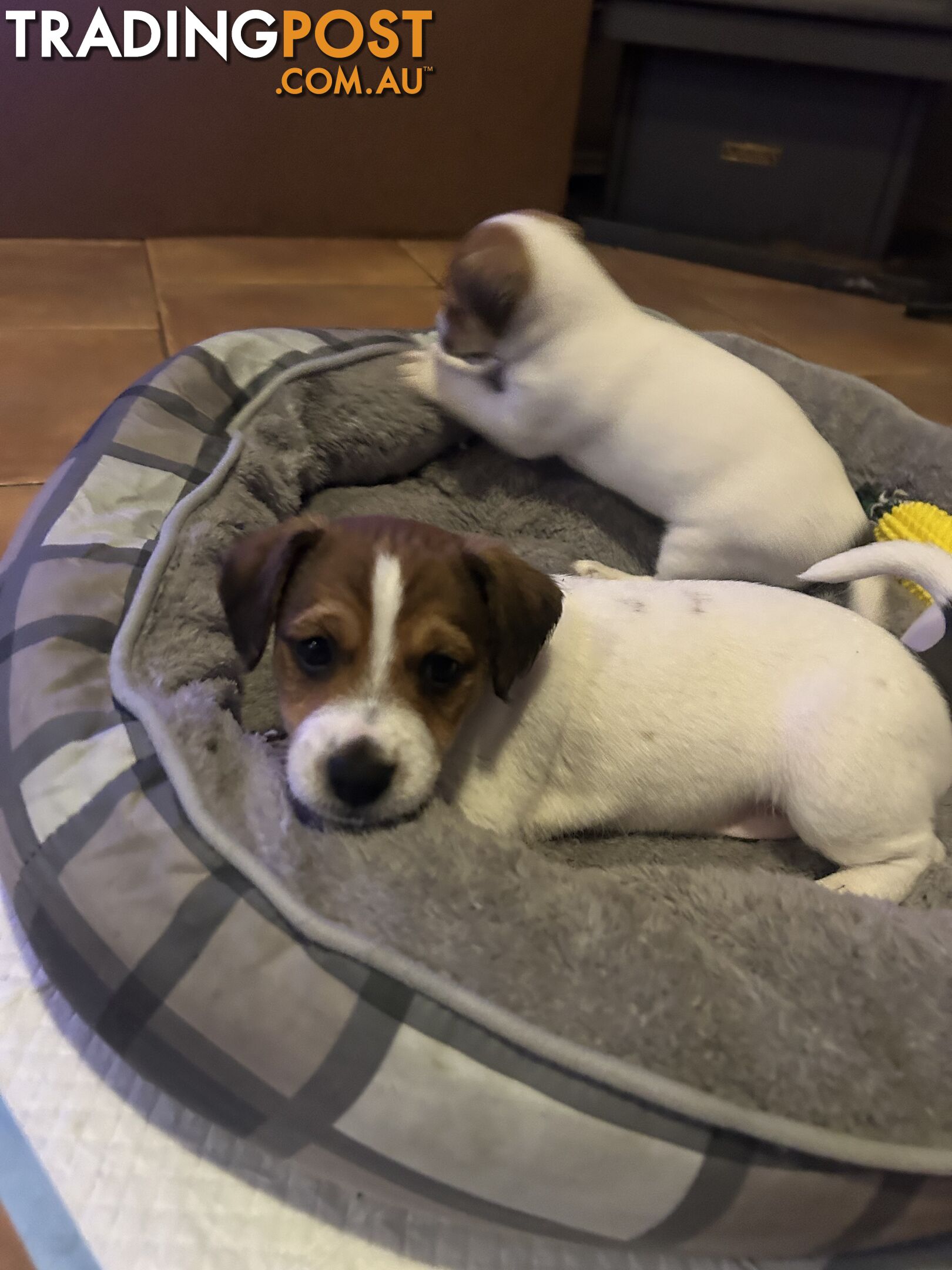 Jack Russell Terrier's For Sale