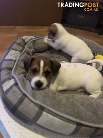 Jack Russell Terrier's For Sale