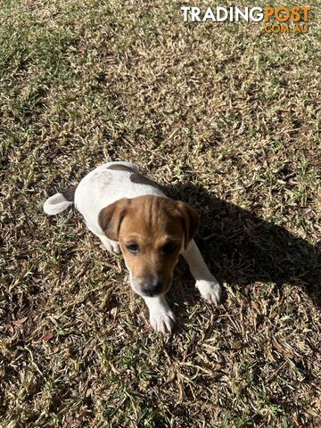 Jack Russell Terrier's For Sale