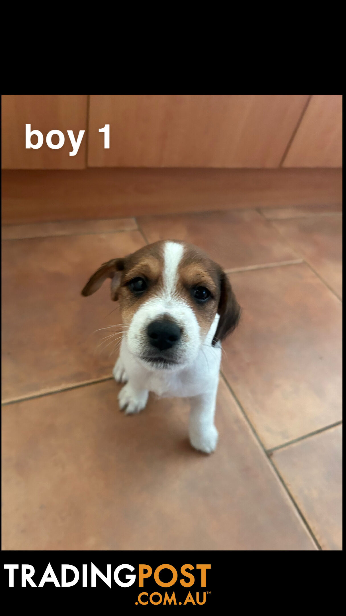 Jack Russell Terrier's For Sale