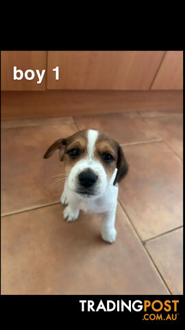 Jack Russell Terrier's For Sale