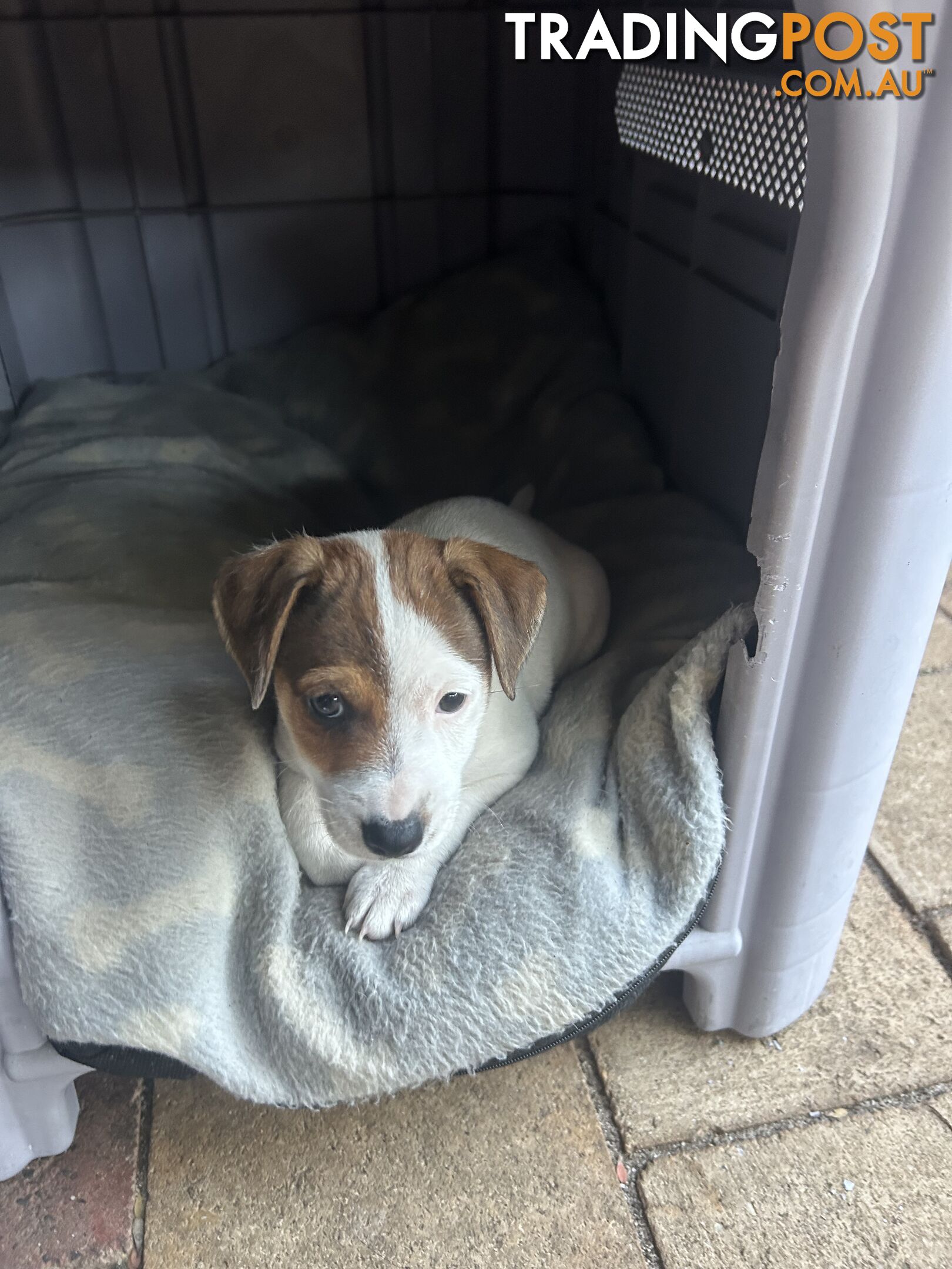 Jack Russell Terrier's For Sale