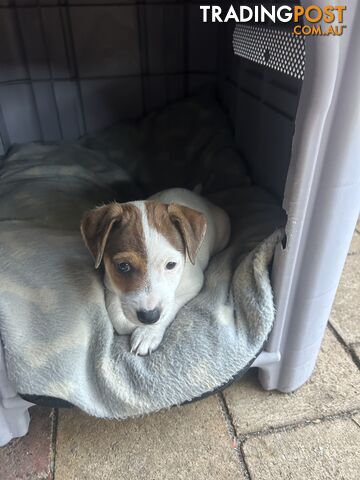 Jack Russell Terrier's For Sale