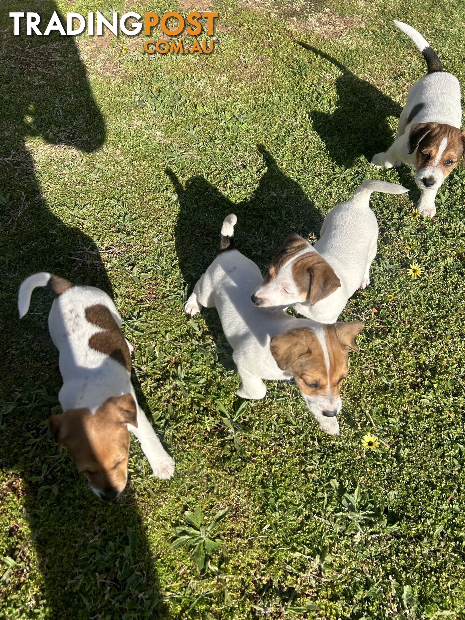 Jack Russell Terrier's For Sale