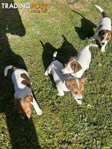 Jack Russell Terrier's For Sale