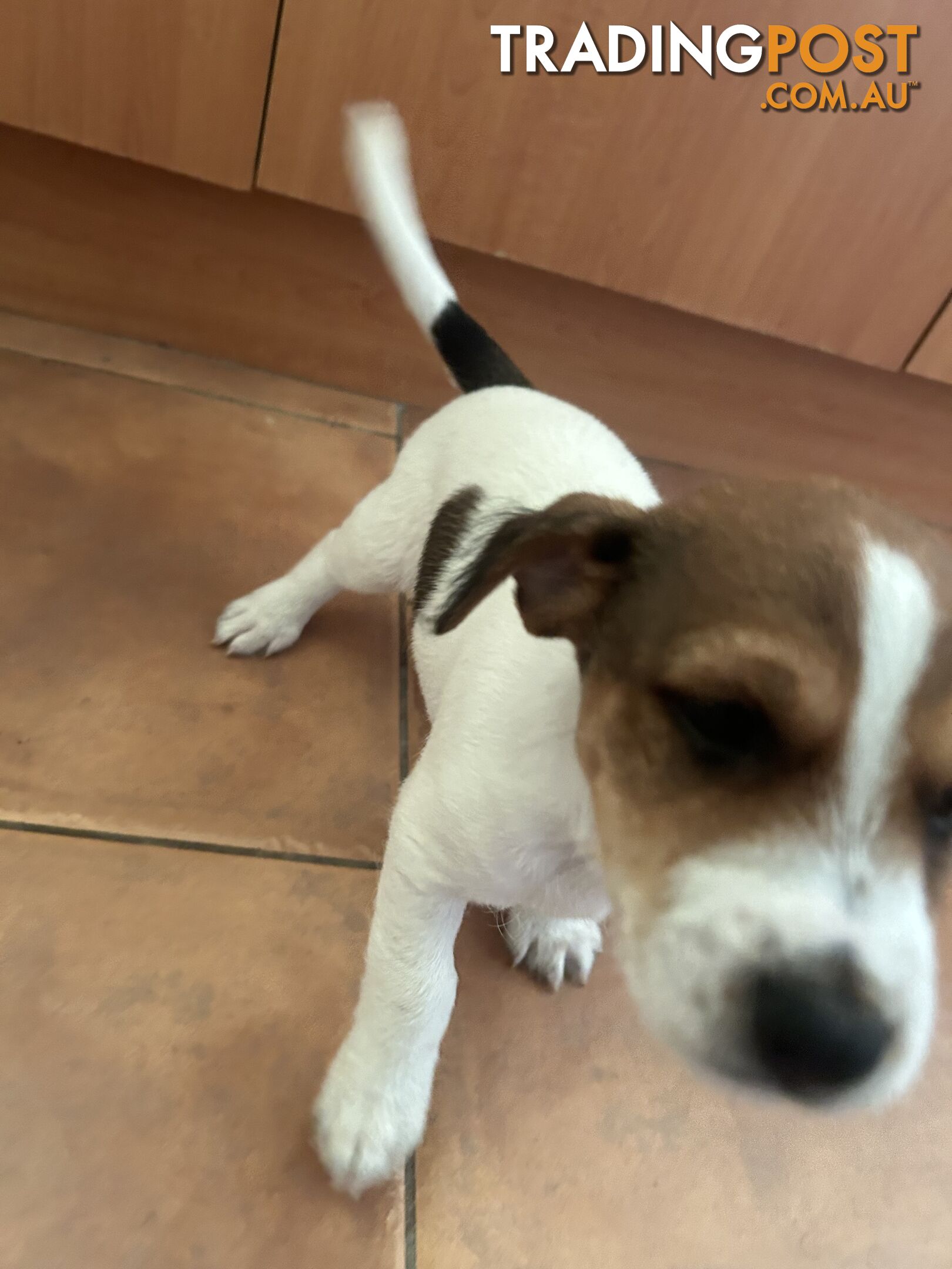 Jack Russell Terrier's For Sale