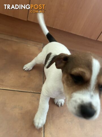 Jack Russell Terrier's For Sale