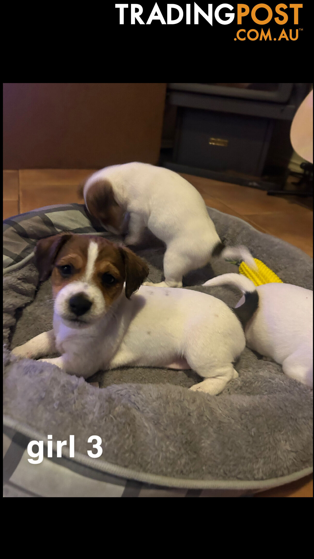 Jack Russell Terrier's For Sale