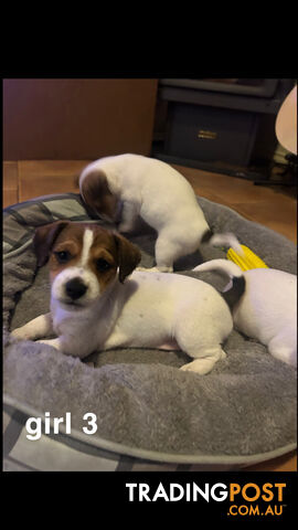 Jack Russell Terrier's For Sale