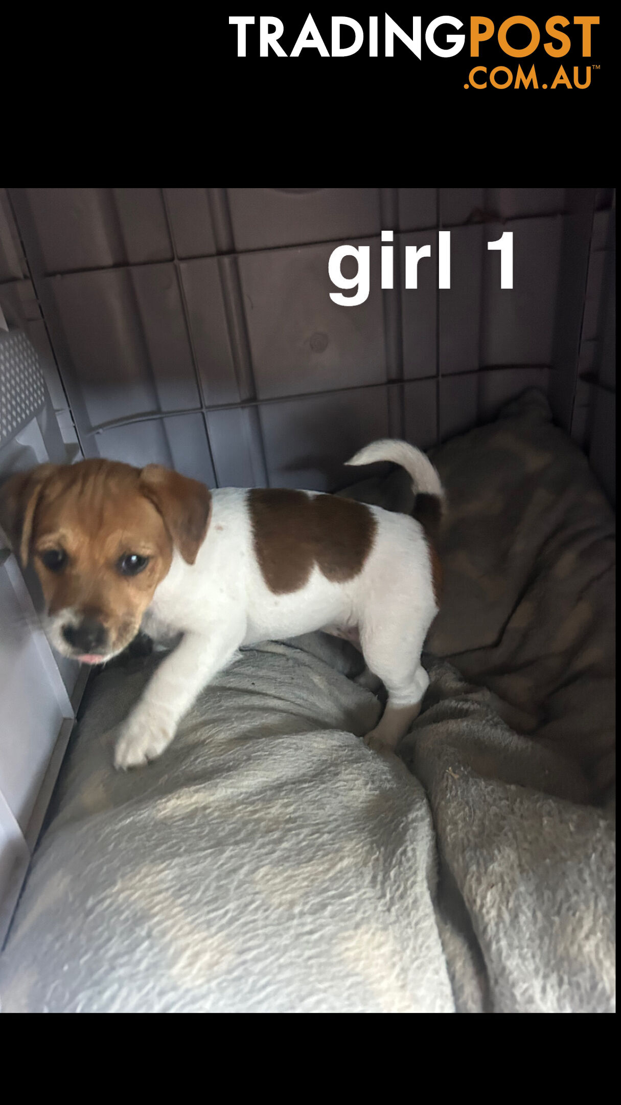 Jack Russell Terrier's For Sale