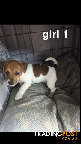 Jack Russell Terrier's For Sale