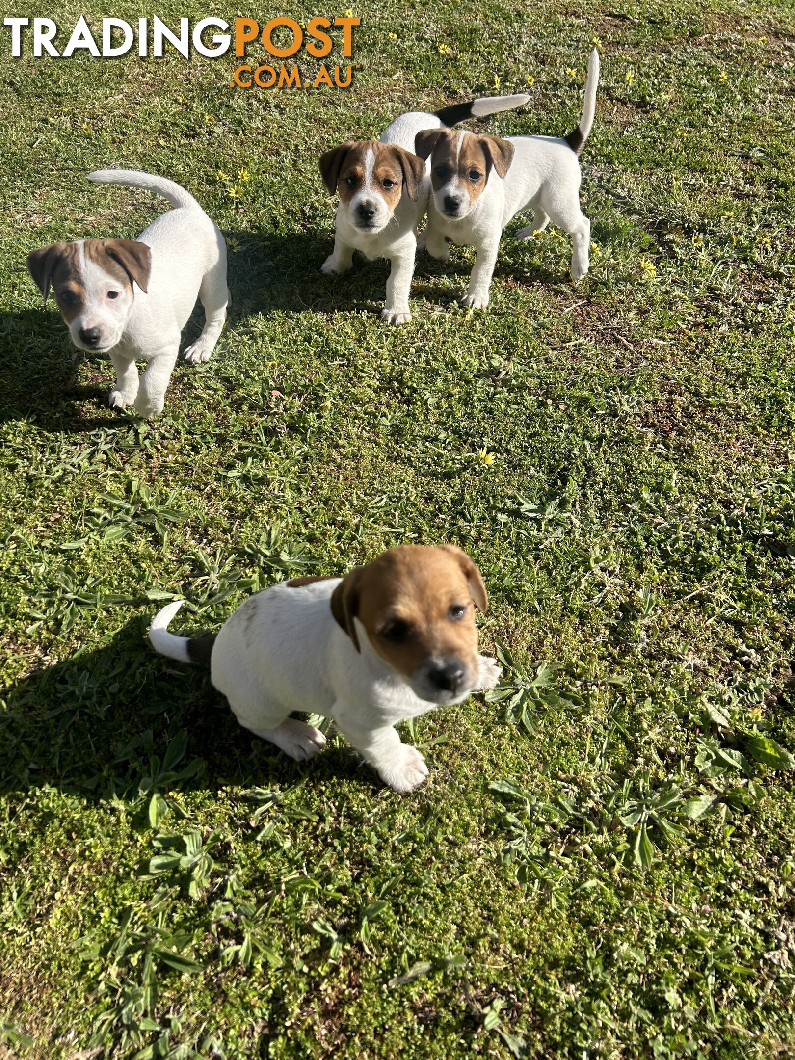 Jack Russell Terrier's For Sale