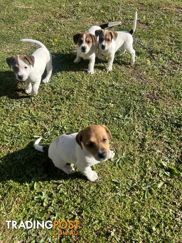 Jack Russell Terrier's For Sale