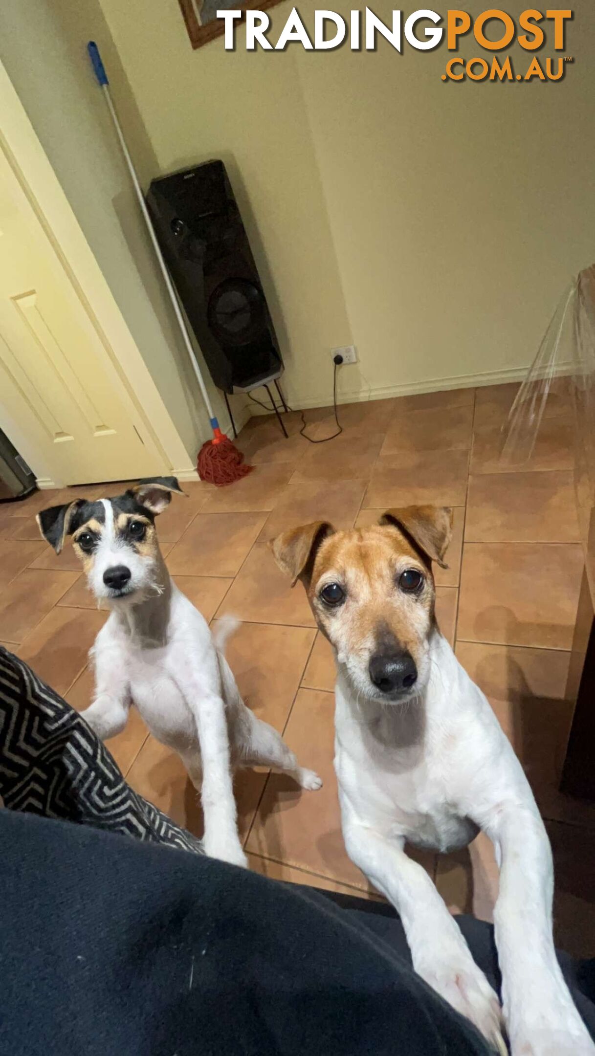 Jack Russell Terrier's For Sale