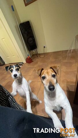 Jack Russell Terrier's For Sale