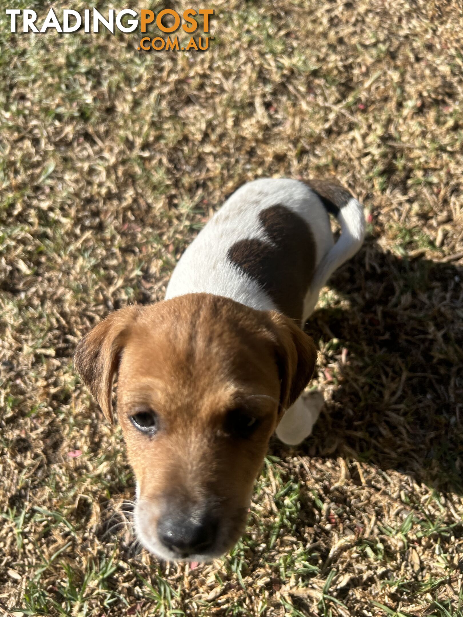 Jack Russell Terrier's For Sale