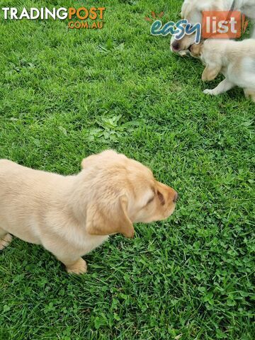 Pedigree lab pups-READY TO GO TO FOREVER HOMES