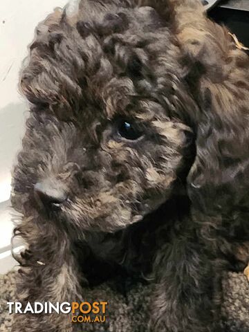 Toy poodle pure bred