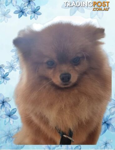 Pomeranian 1.5 yo sweet little boy