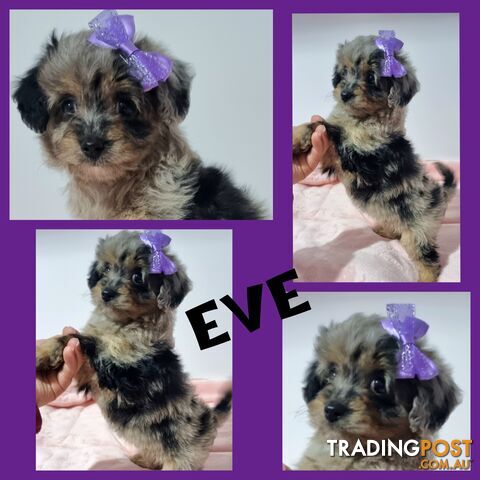 *Merle* Mini Aussiedoodle puppies READY NOW