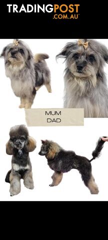 Merle Poodle x puppies READY NOW