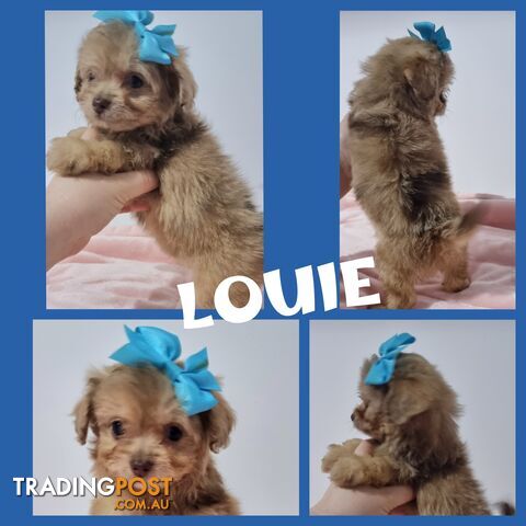 *Merle* Mini Aussiedoodle puppies READY NOW