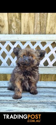 Pomeranian x Toy Poodle looking for forever families