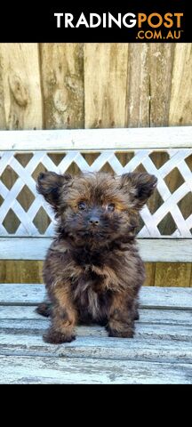 Pomeranian x Toy Poodle looking for forever families